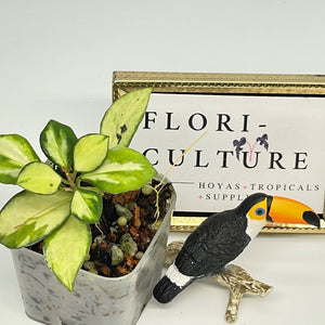 Hoya heuschkeliana variegata