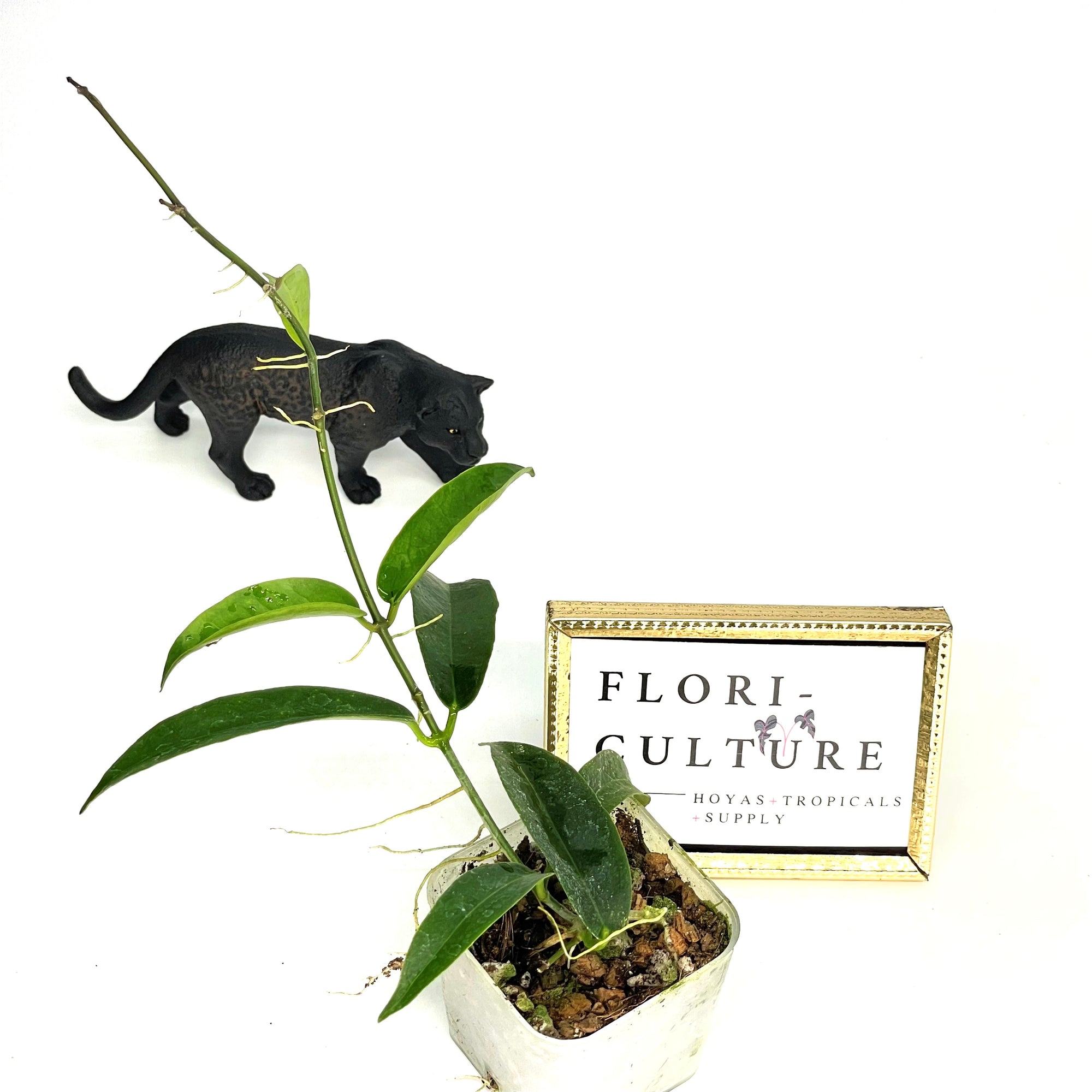 Hoya filiformis (syn. chlorantha)