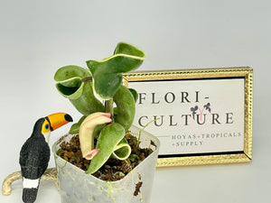 Hoya carnosa compacta albomarginata