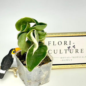 Hoya carnosa compacta albomarginata