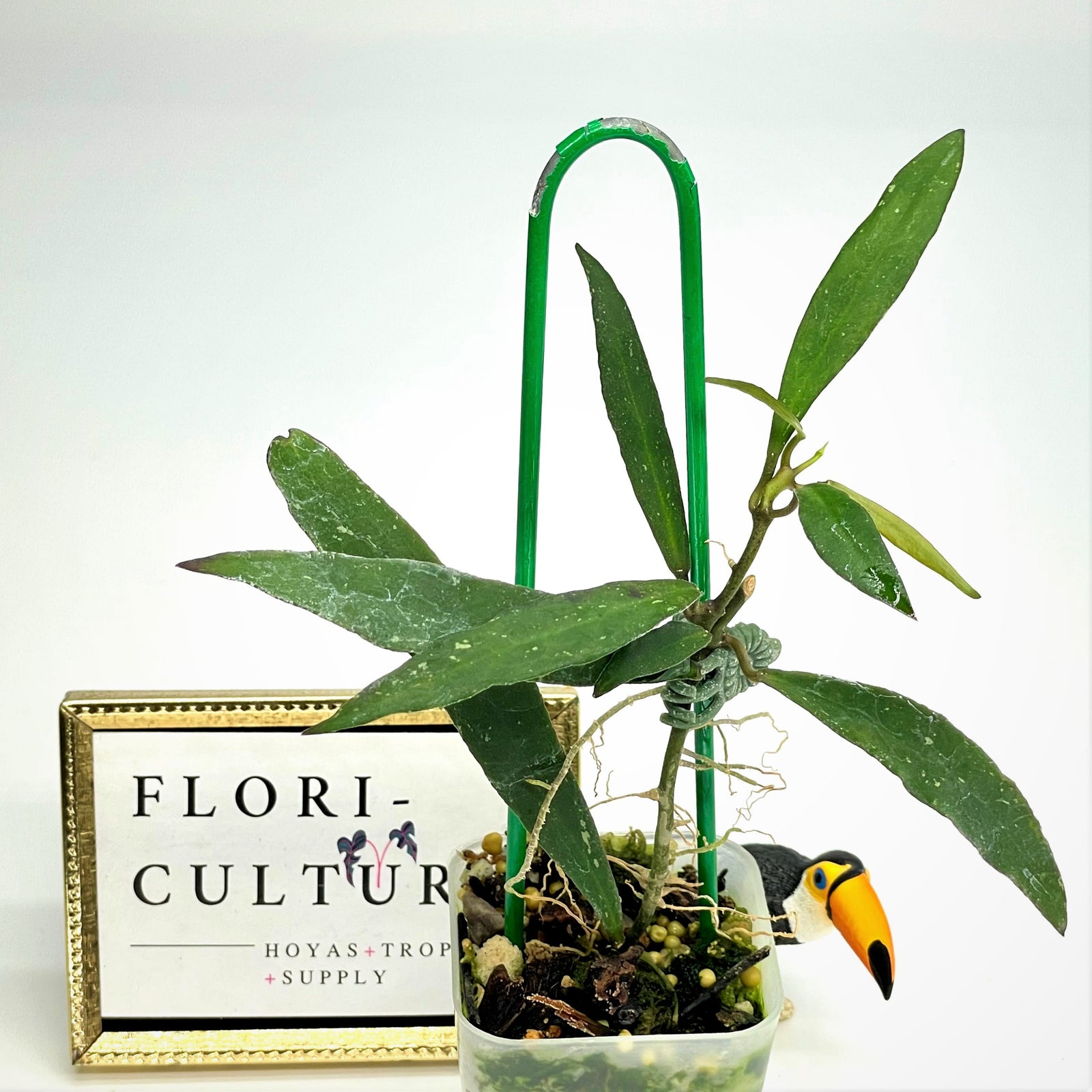 Hoya miriablis Clone B