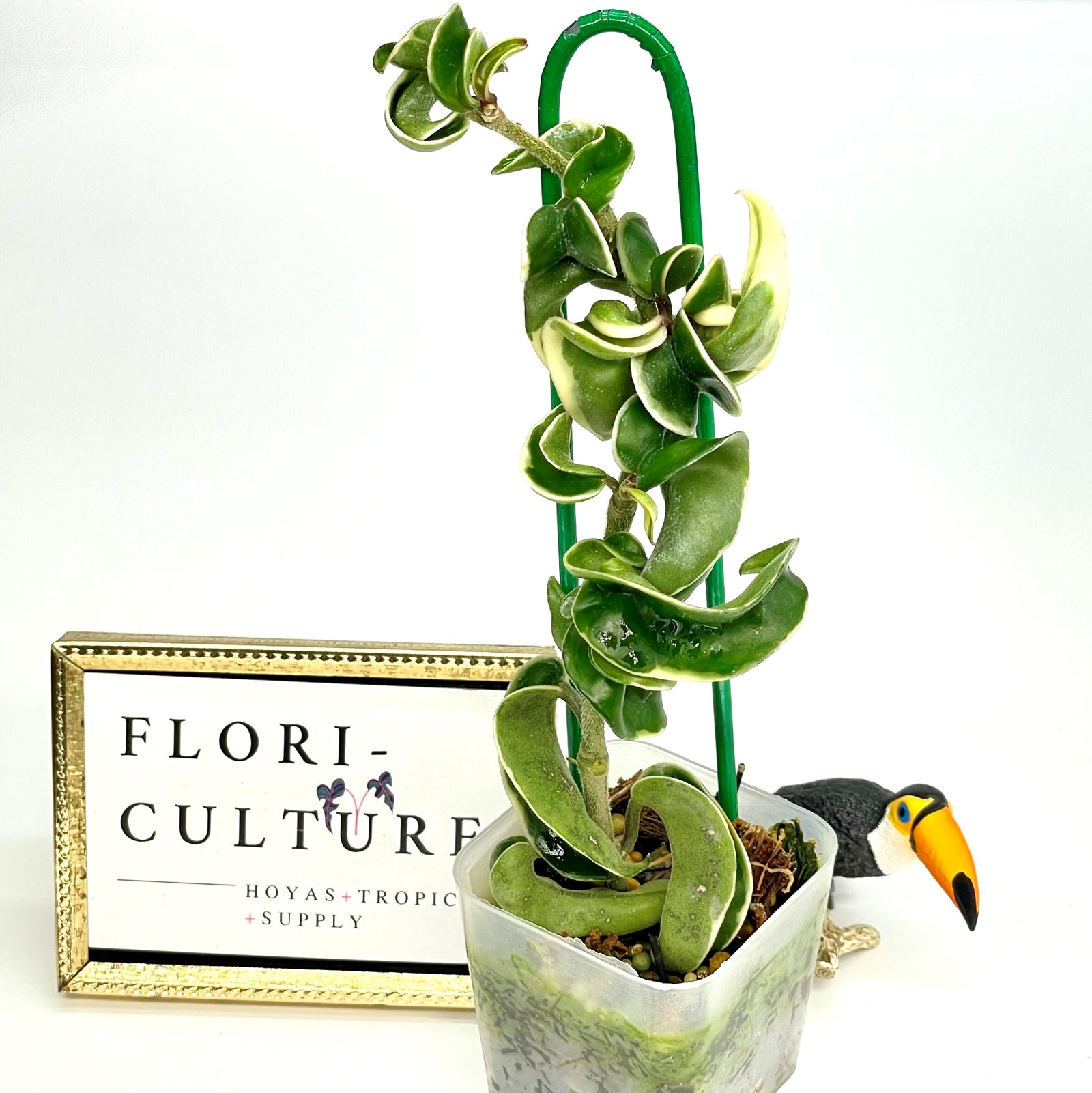 Hoya carnosa compacta albomarginata