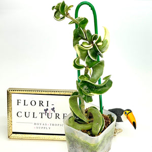 Hoya carnosa compacta albomarginata