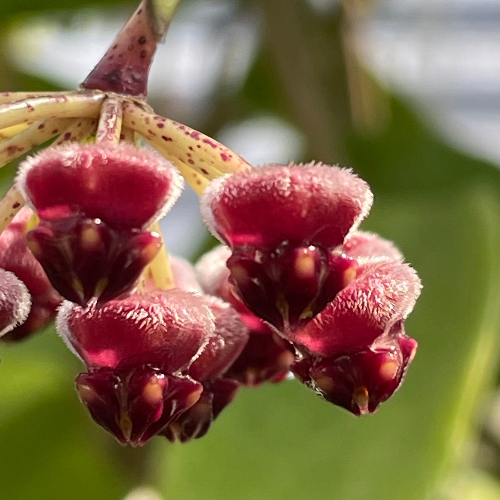 Hoya burtoniae