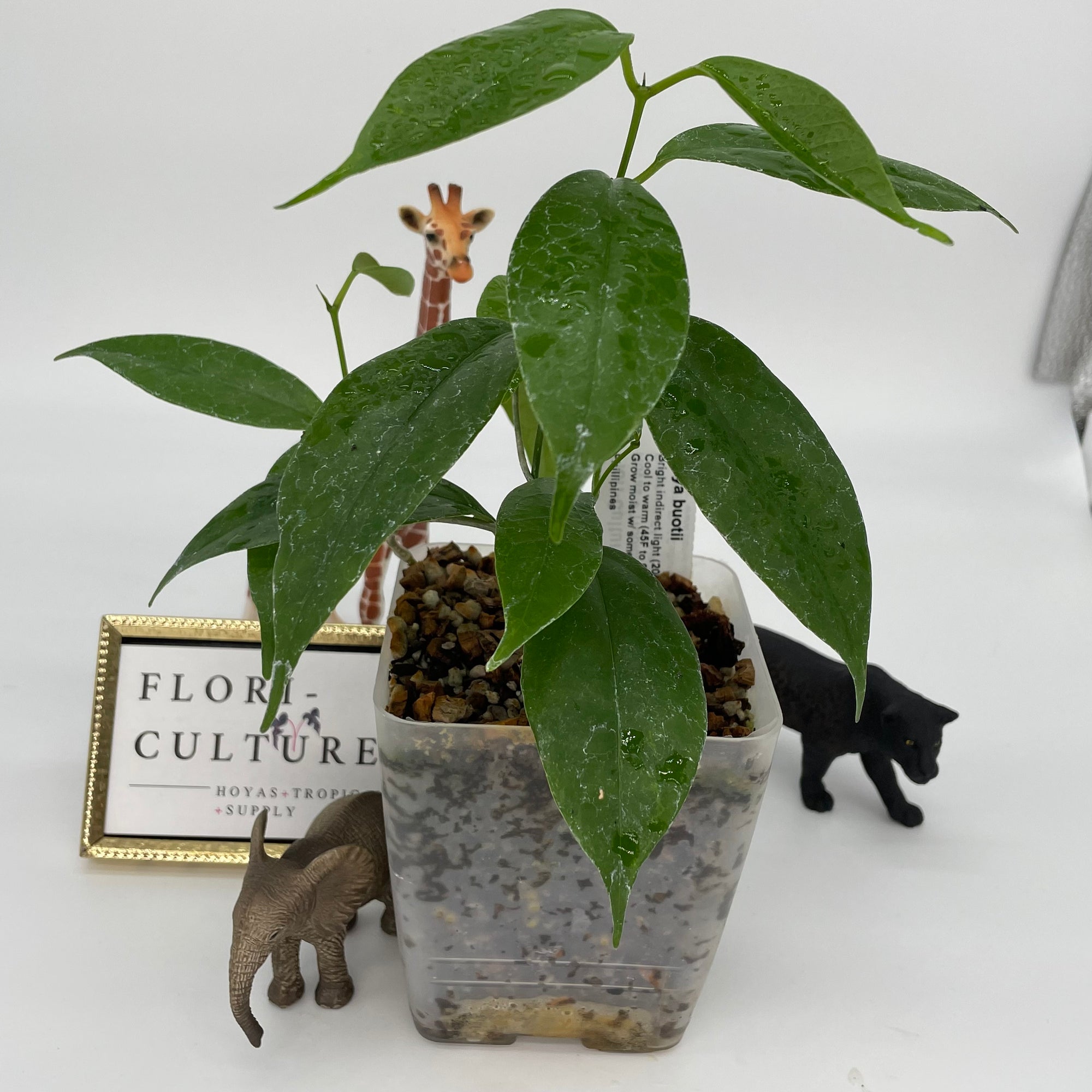 Hoya & Dischida - Flori-Culture Tropical Nursery + Hoya + Supply