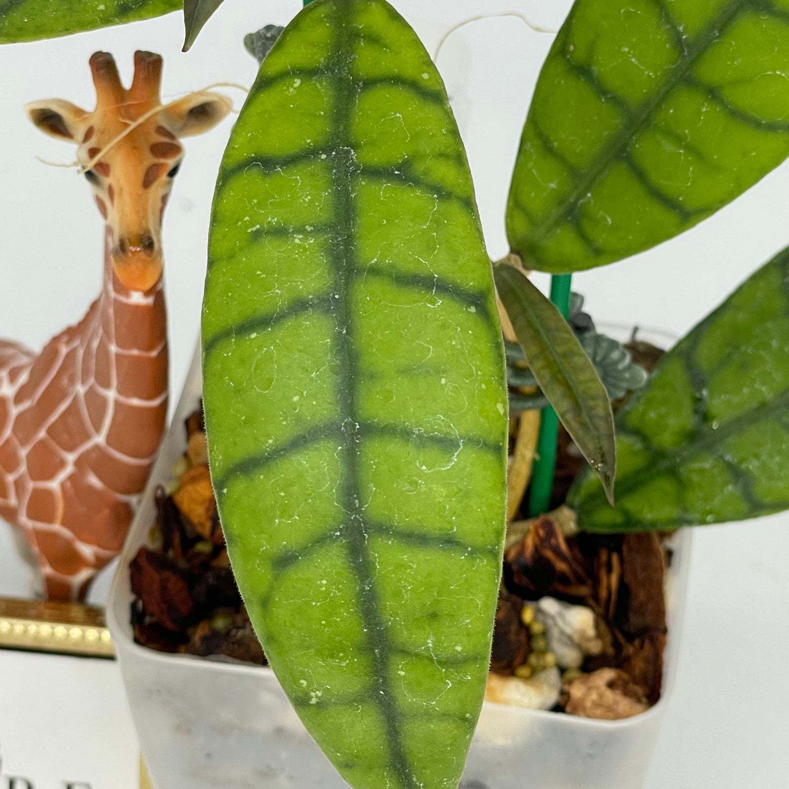 Hoya callistophylla Kalimantan