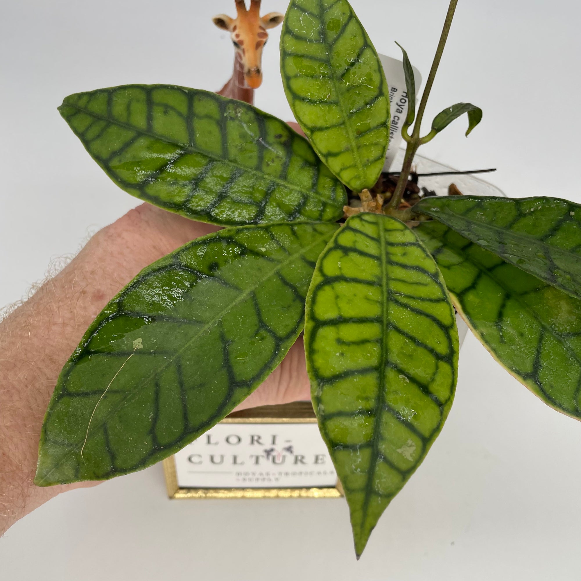 Hoya cv. Jennifer (incrassata X finlaysonii) - Flori-Culture Tropical  Nursery + Hoya + Supply