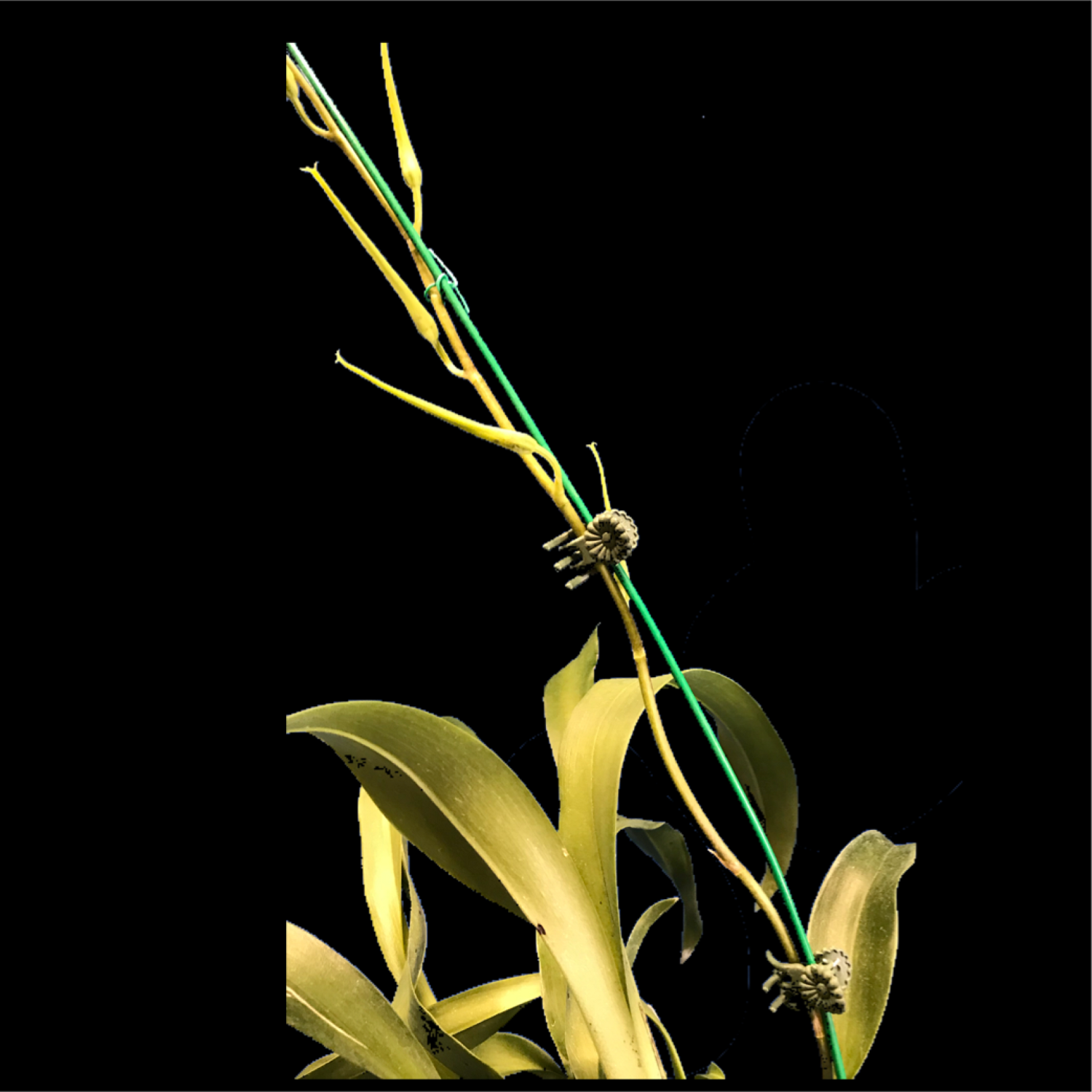 Green Powder Coated Metal Stakes