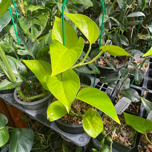 Philodendron cordatum 'Neon'