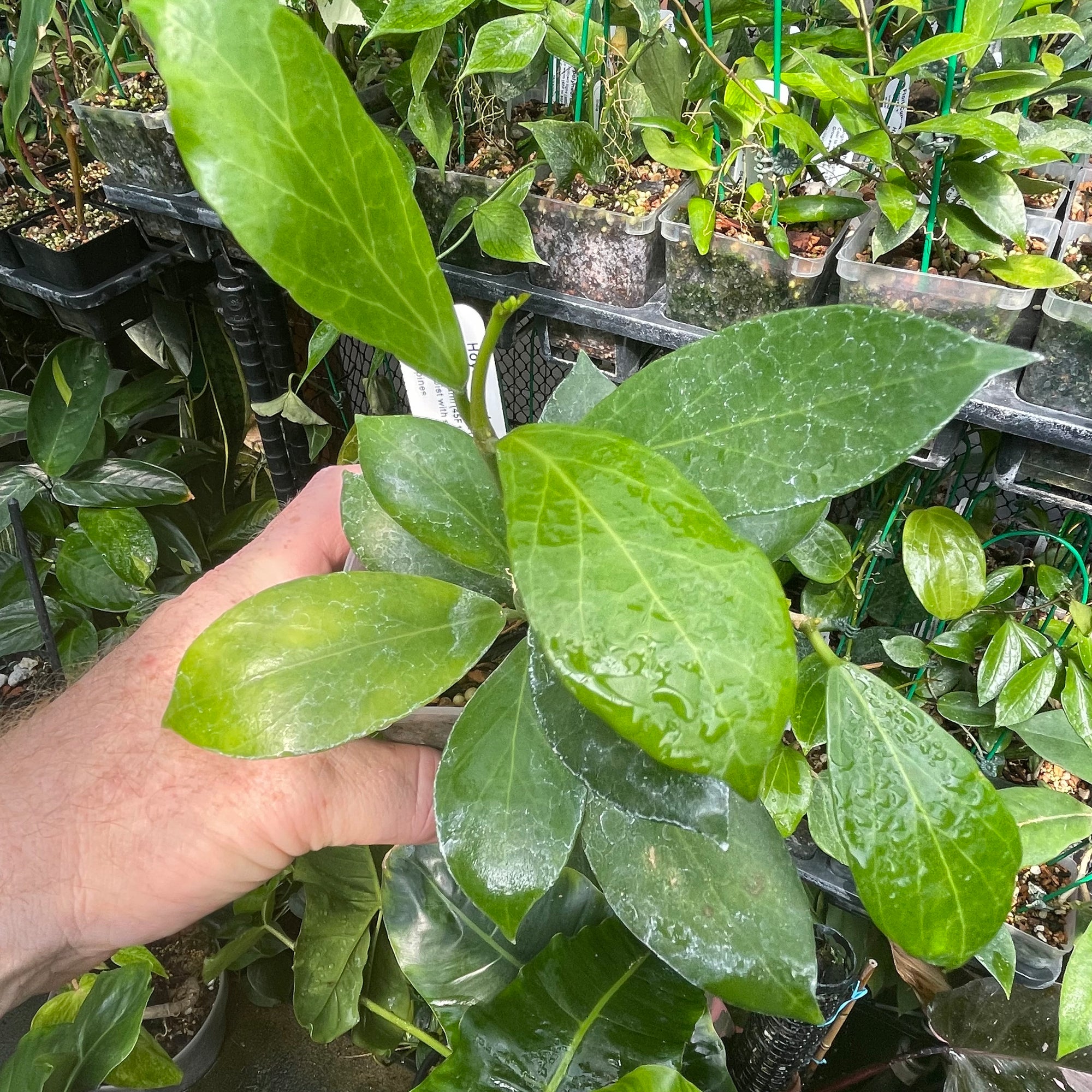Hoya camphorifolia