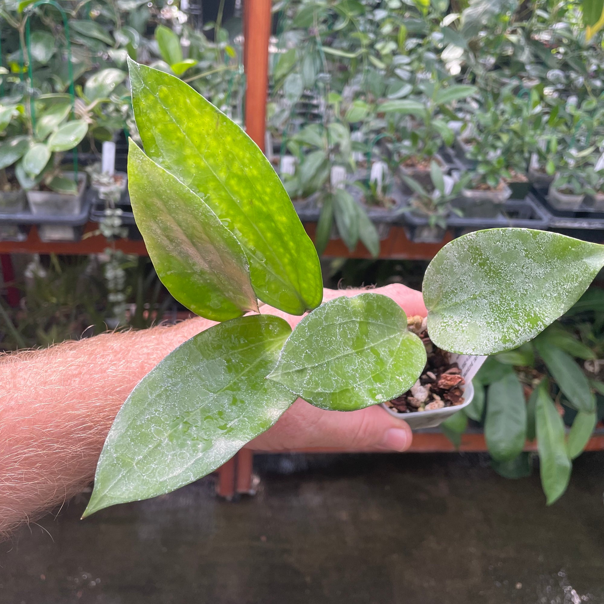 Hoya cinnamomifolia var purpureofusca