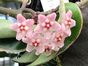 Hoya carnosa compacta albomarginata