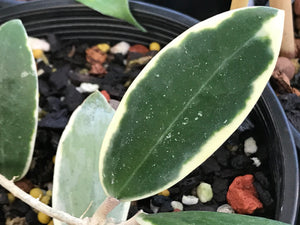 Hoya verticillata albomarginata