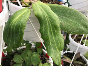 Hoya benguetensis
