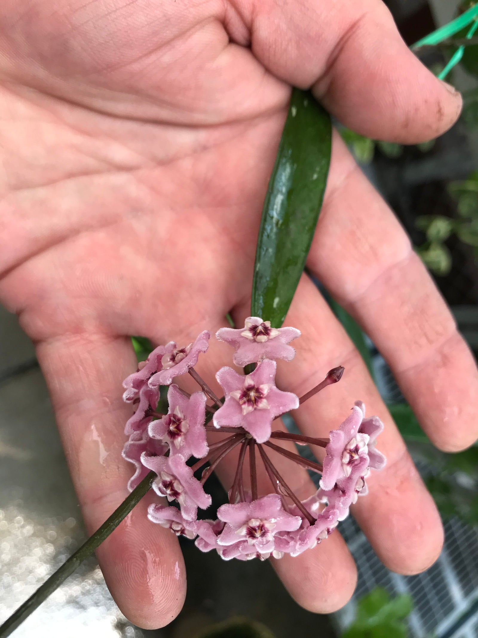 Hoya cv. Minibelle Splash (carnosa X shepherdii)
