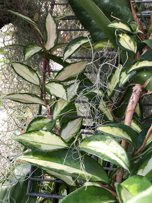 Hoya carnosa tricolor 'Rubra'