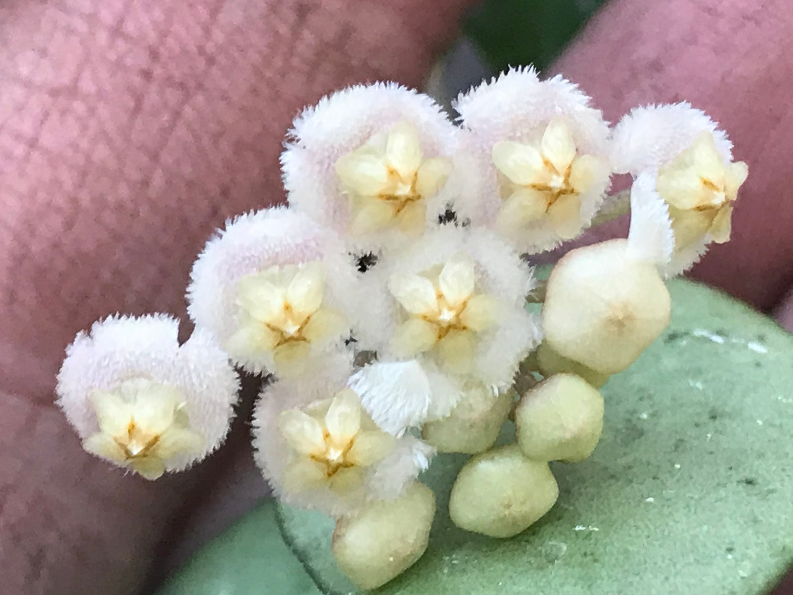 Hoya krohniana