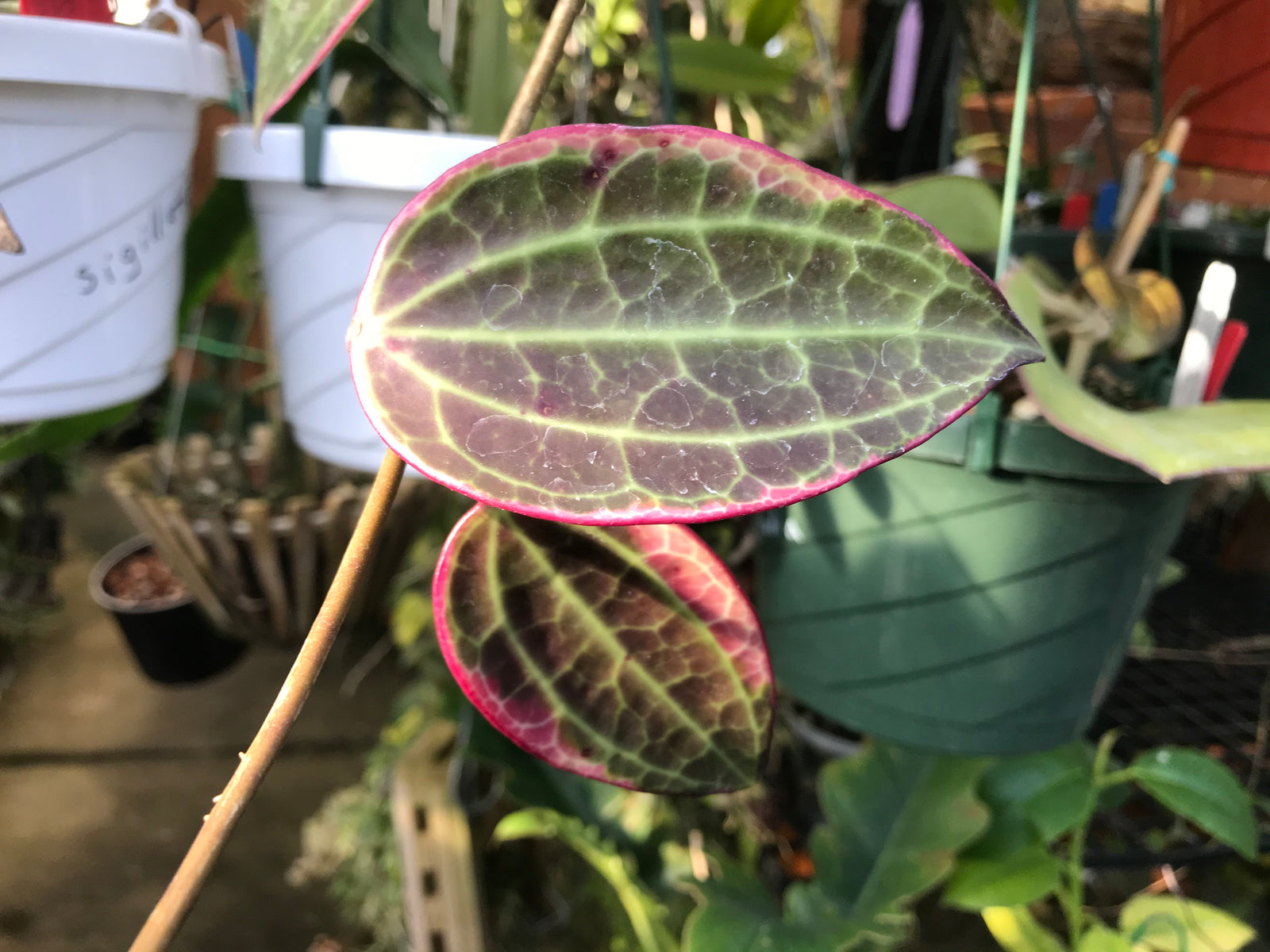 Hoya latifolia (macrophylla) albomarginata