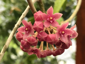 Hoya hanhiae Pink