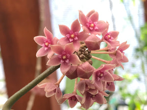 Hoya hanhiae Pink