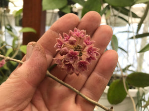 Hoya hanhiae Pink