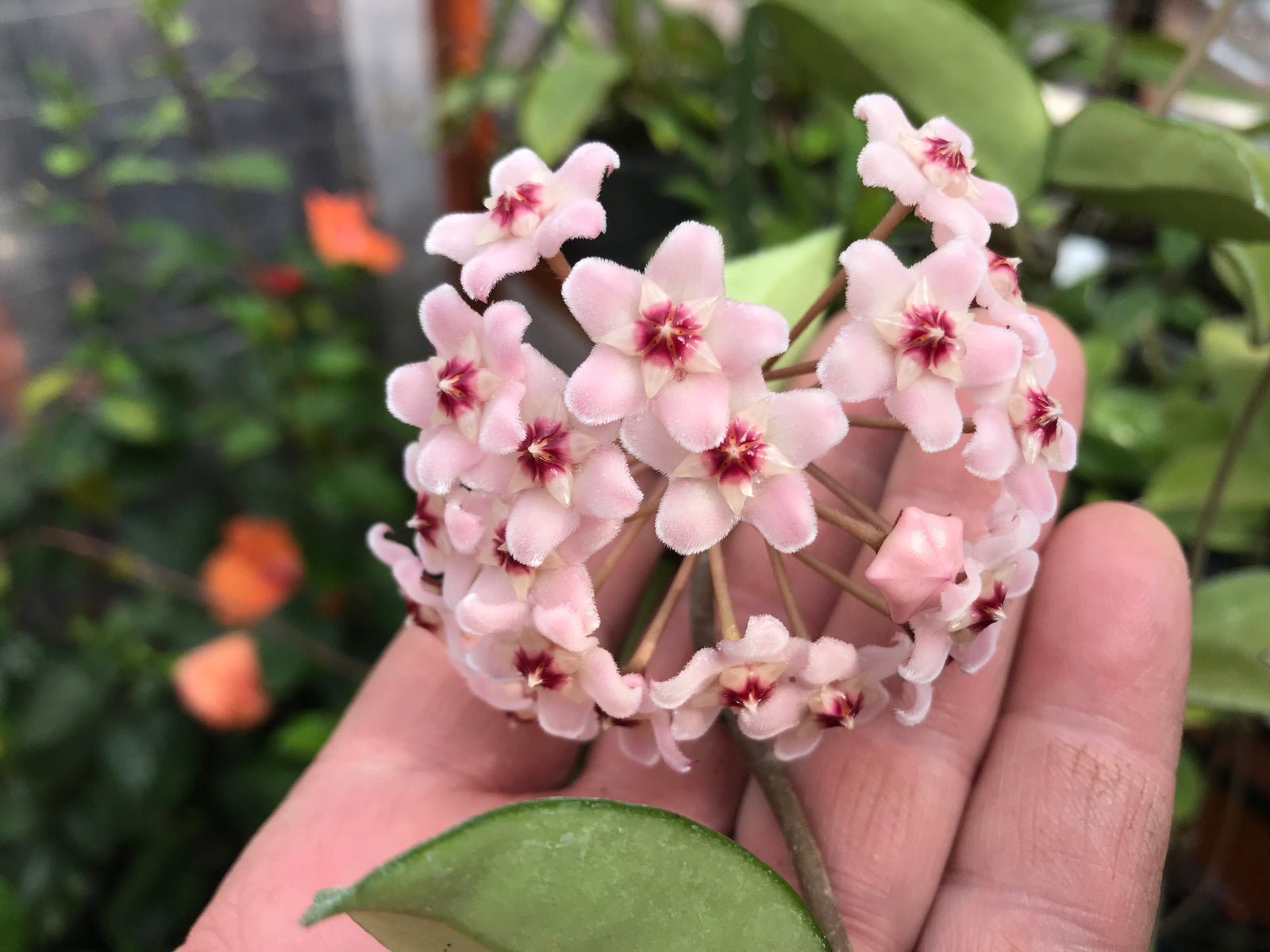 Hoya carnosa