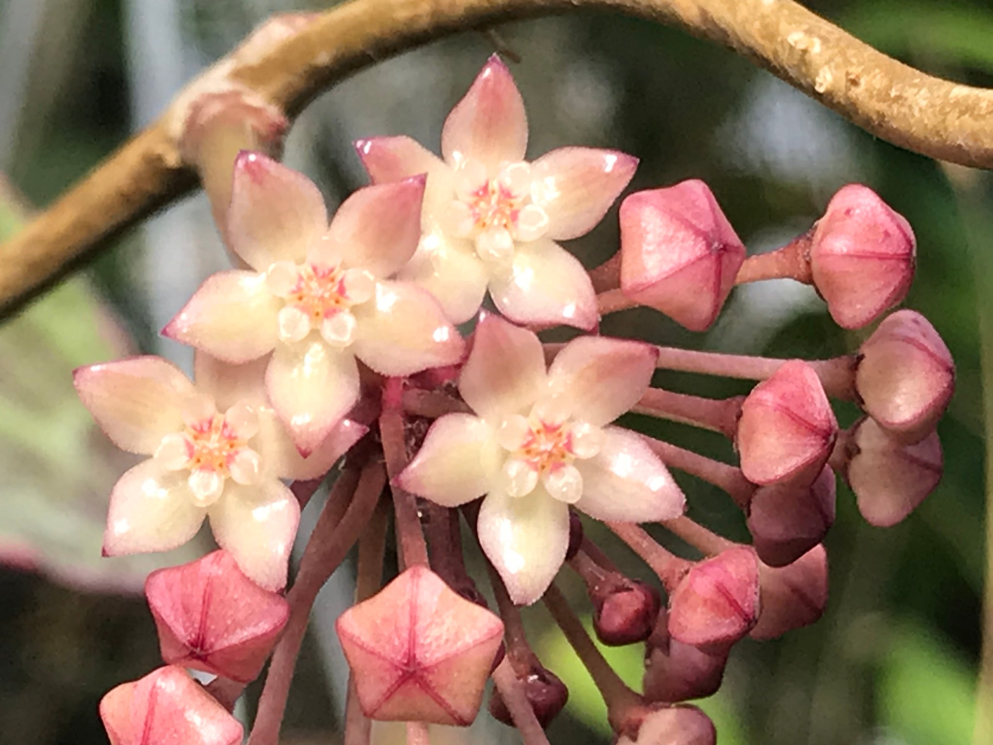 Hoya latifolia (macrophylla) albomarginata