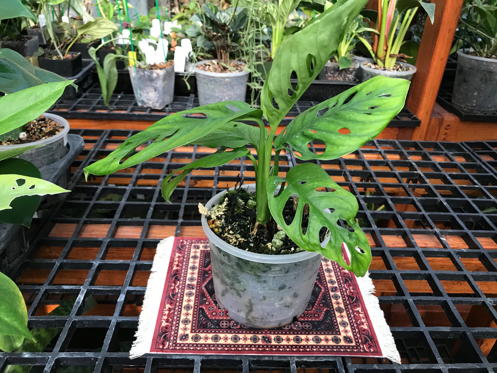 wide leaf monstera adansonii Monstera adansonii wide leaf form