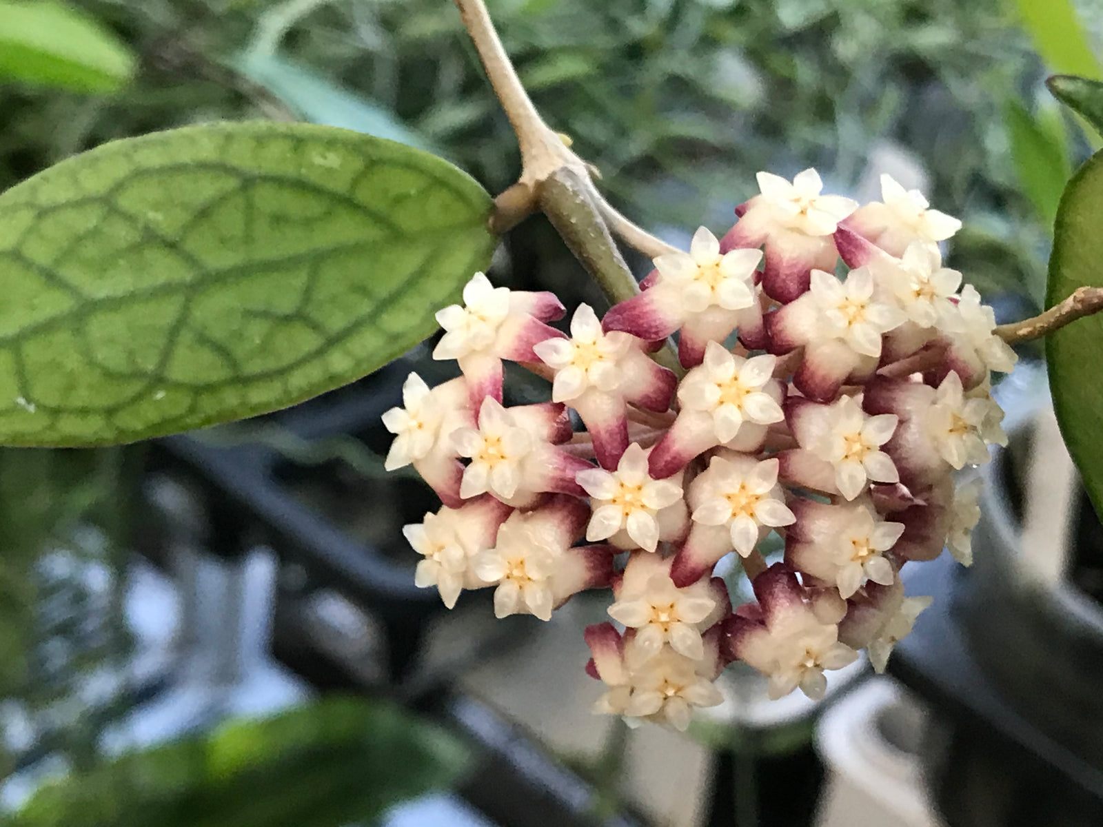 Hoya cv. Jennifer (incrassata X finlaysonii)