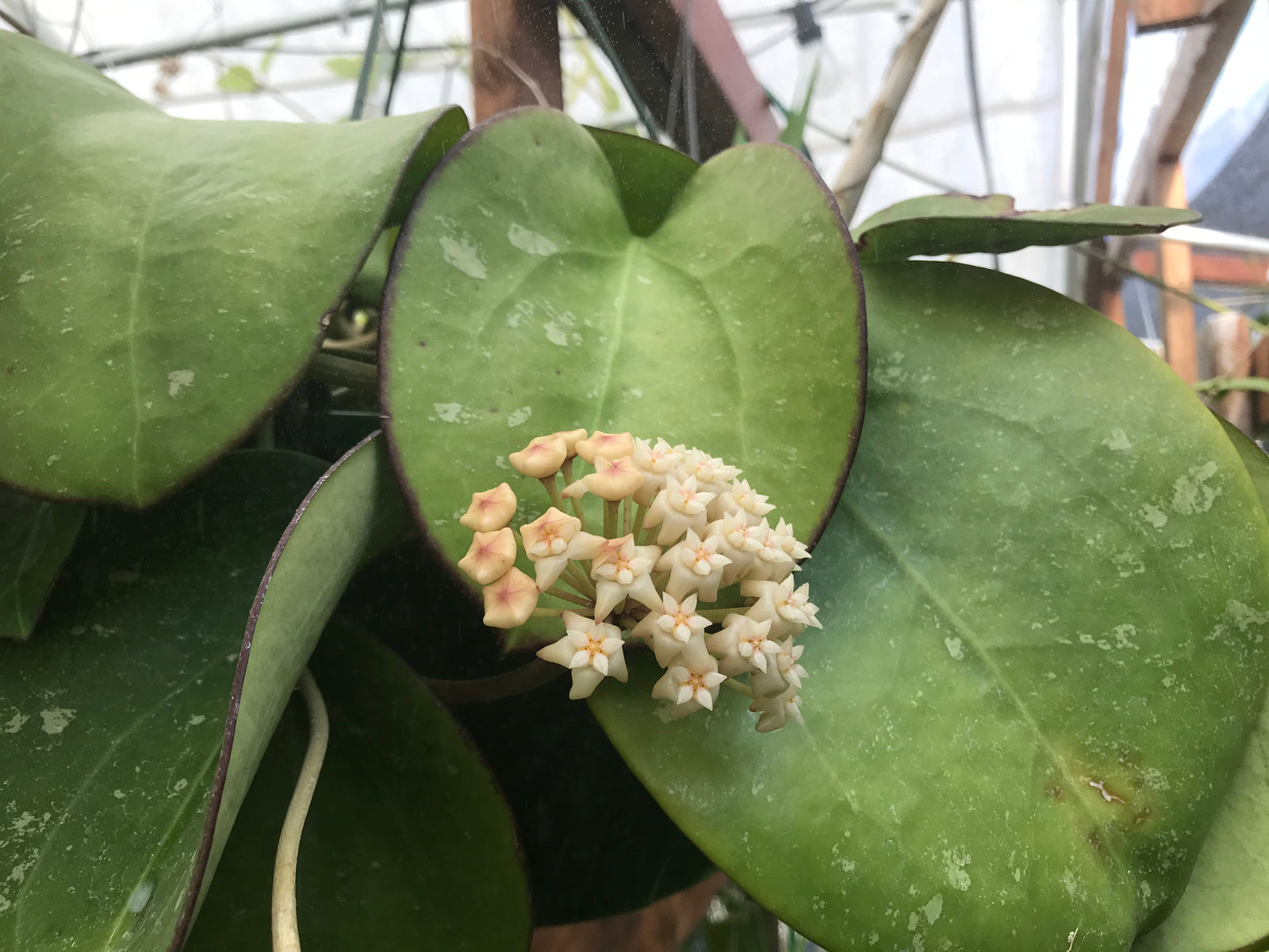 Hoya loyceandrewsiana