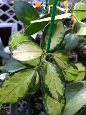 Hoya australis 'Lisa'