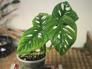 monstera adansonii large leaf Monstera adansonii wide leaf form