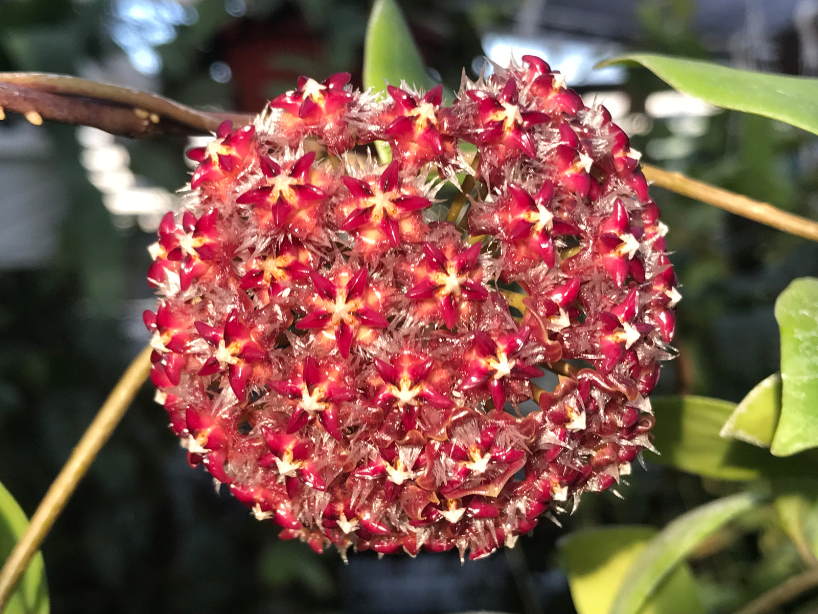 Hoya mindorensis Red