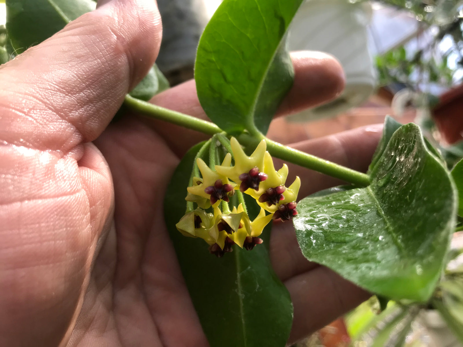 Hoya densifolia