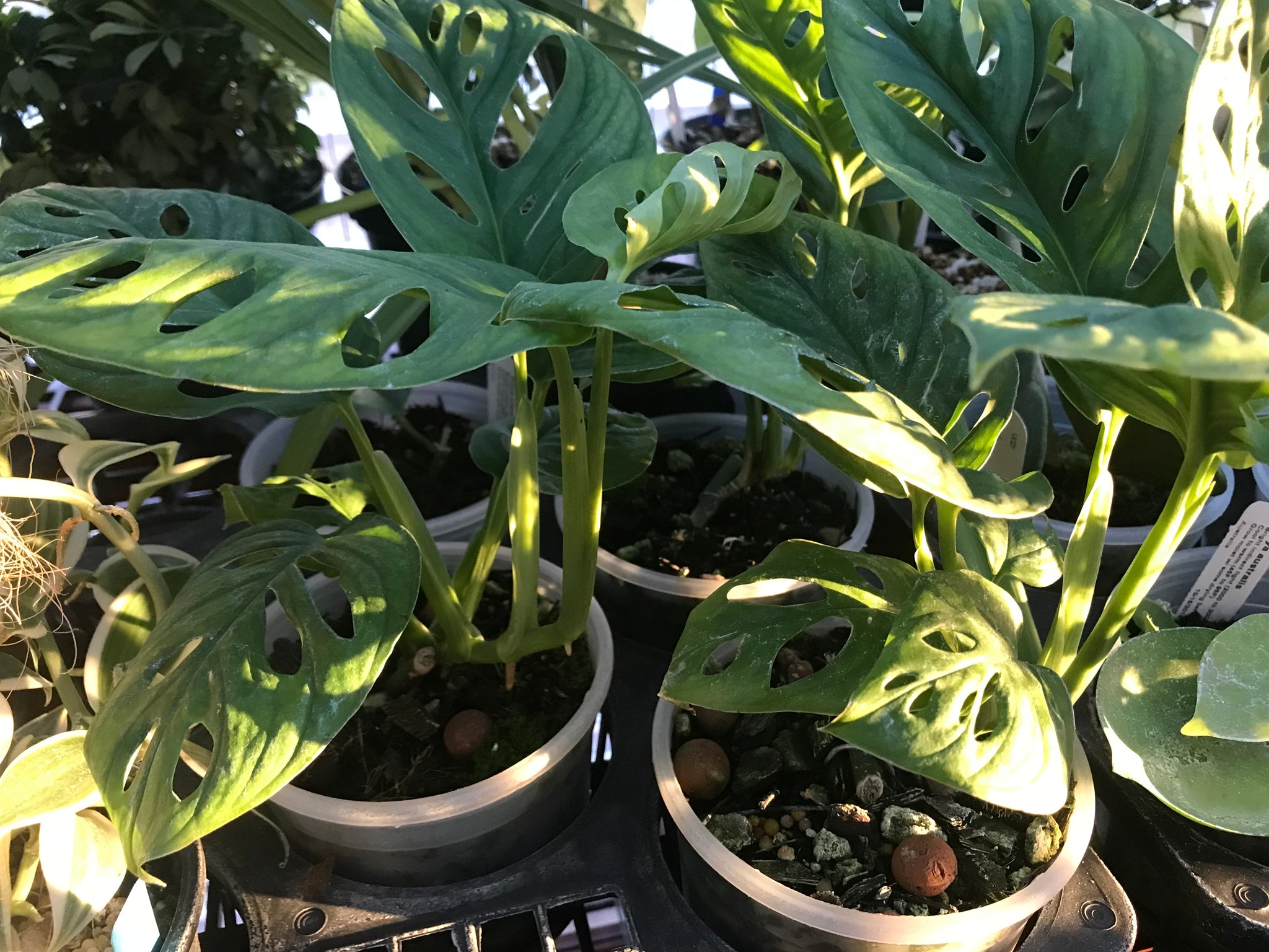 wide form monstera adansonii Monstera adansonii wide leaf form