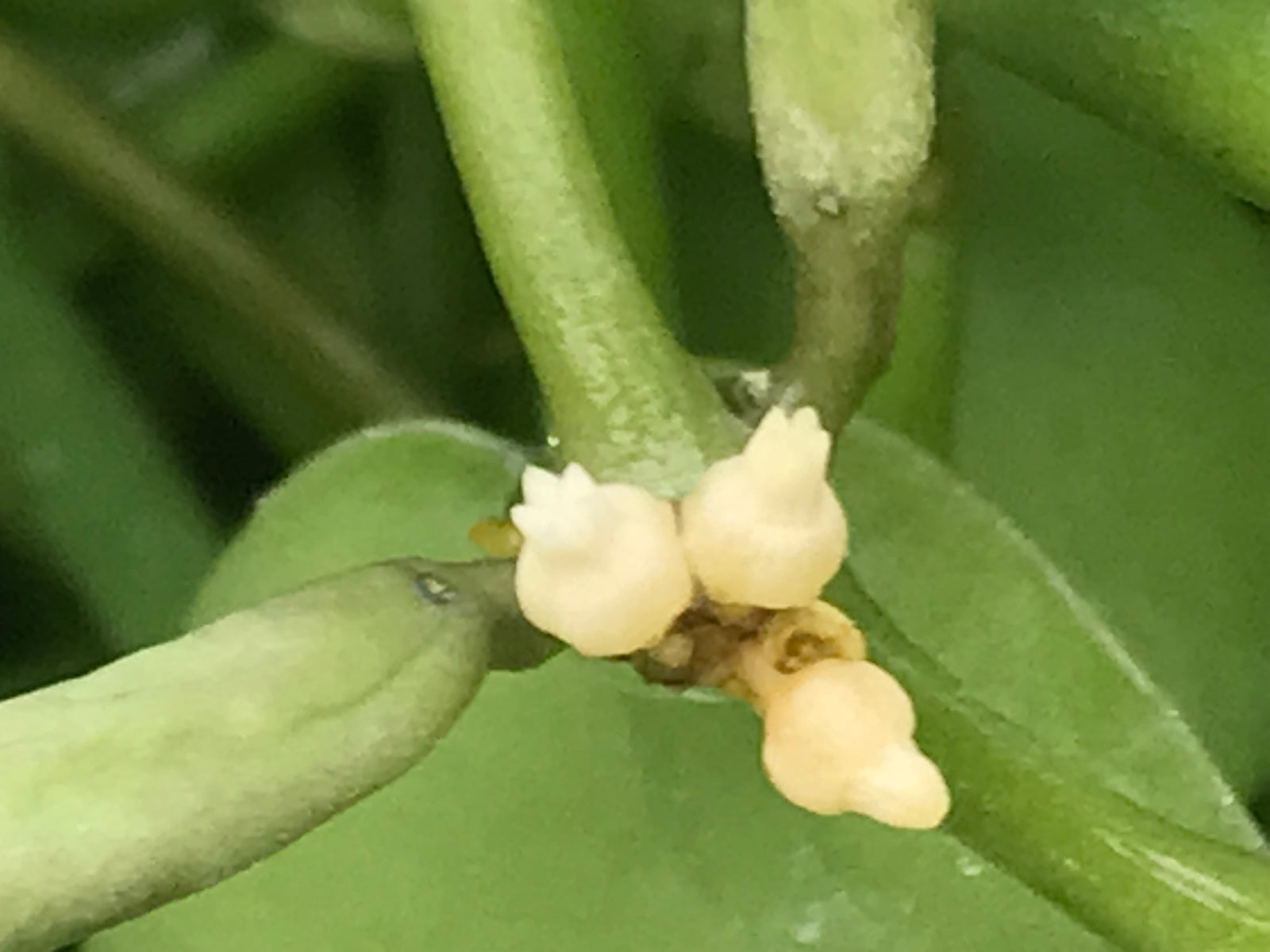 Dischidia bengalensis