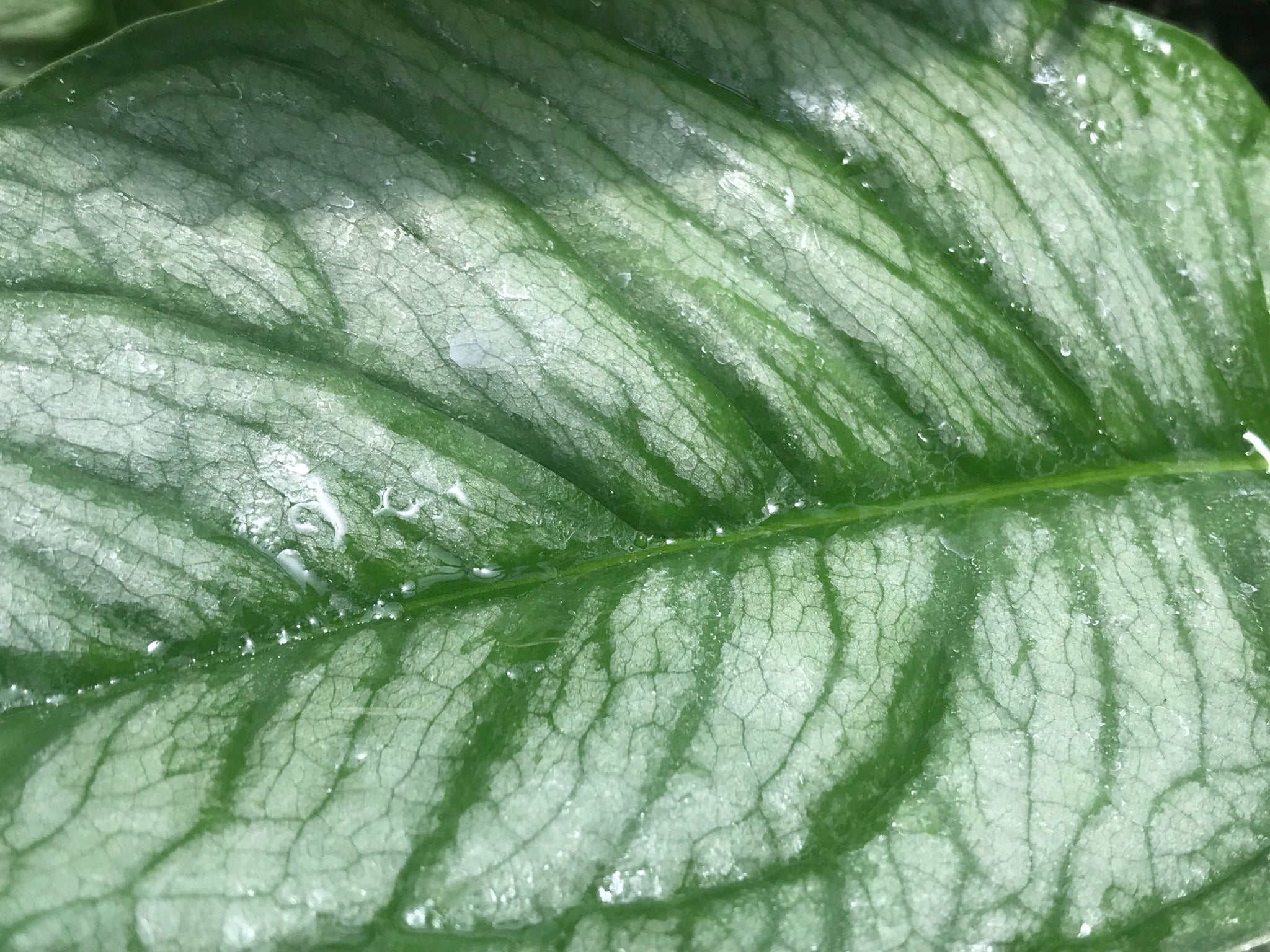 el salvador plant monstera Monstera siltepecana 'El Salvador'