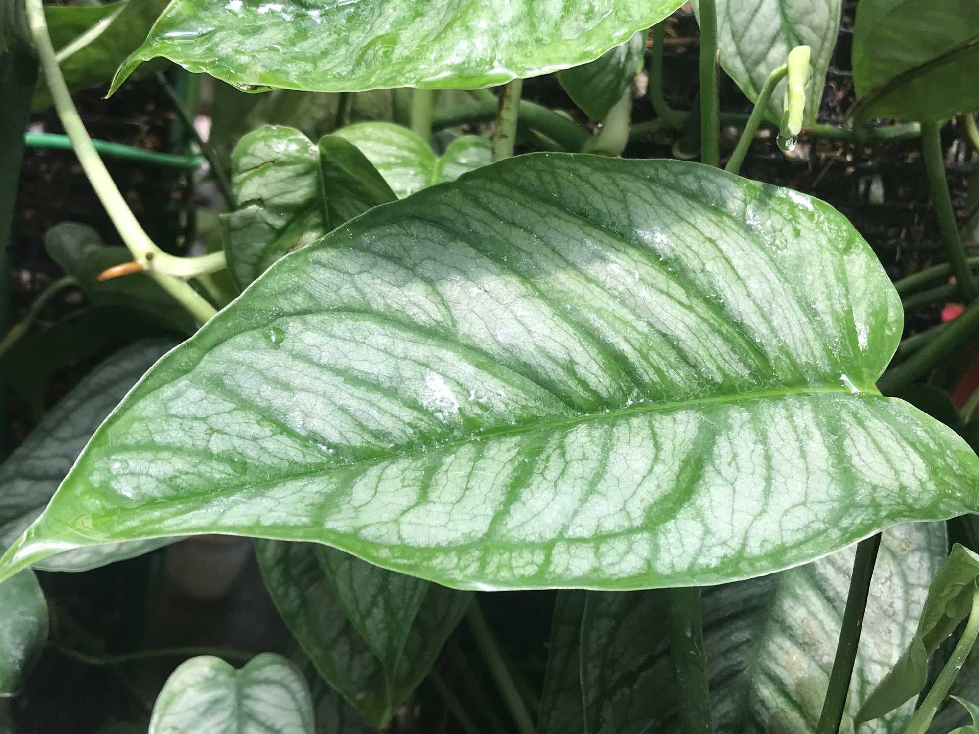 monstera siltepecana el salvador for sale Monstera siltepecana 'El Salvador'