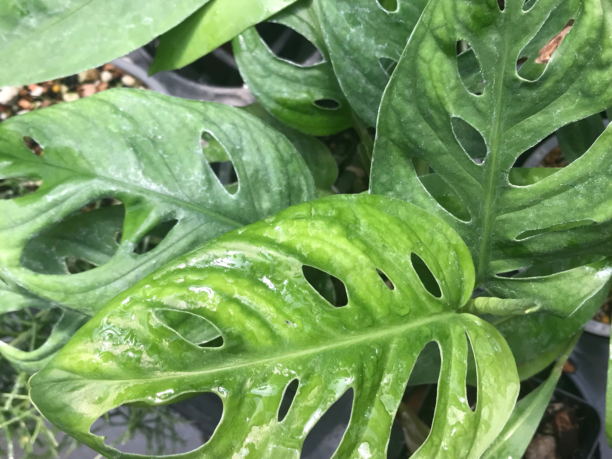 monstera adansonii wide leaf Monstera adansonii wide leaf form