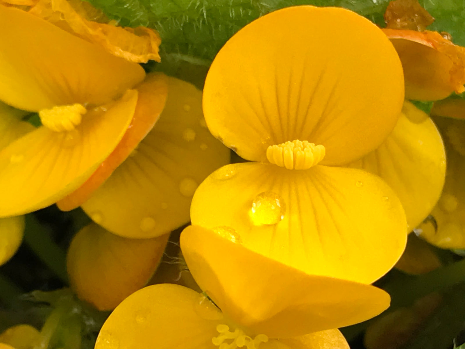 Begonia staudtii (microsperma)