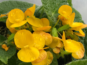 Begonia staudtii (microsperma)
