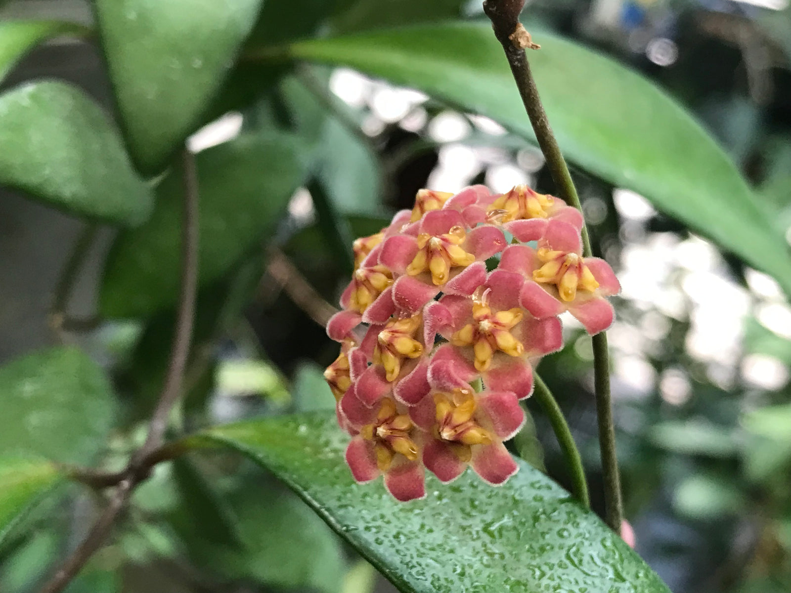 Hoya davidcummingii