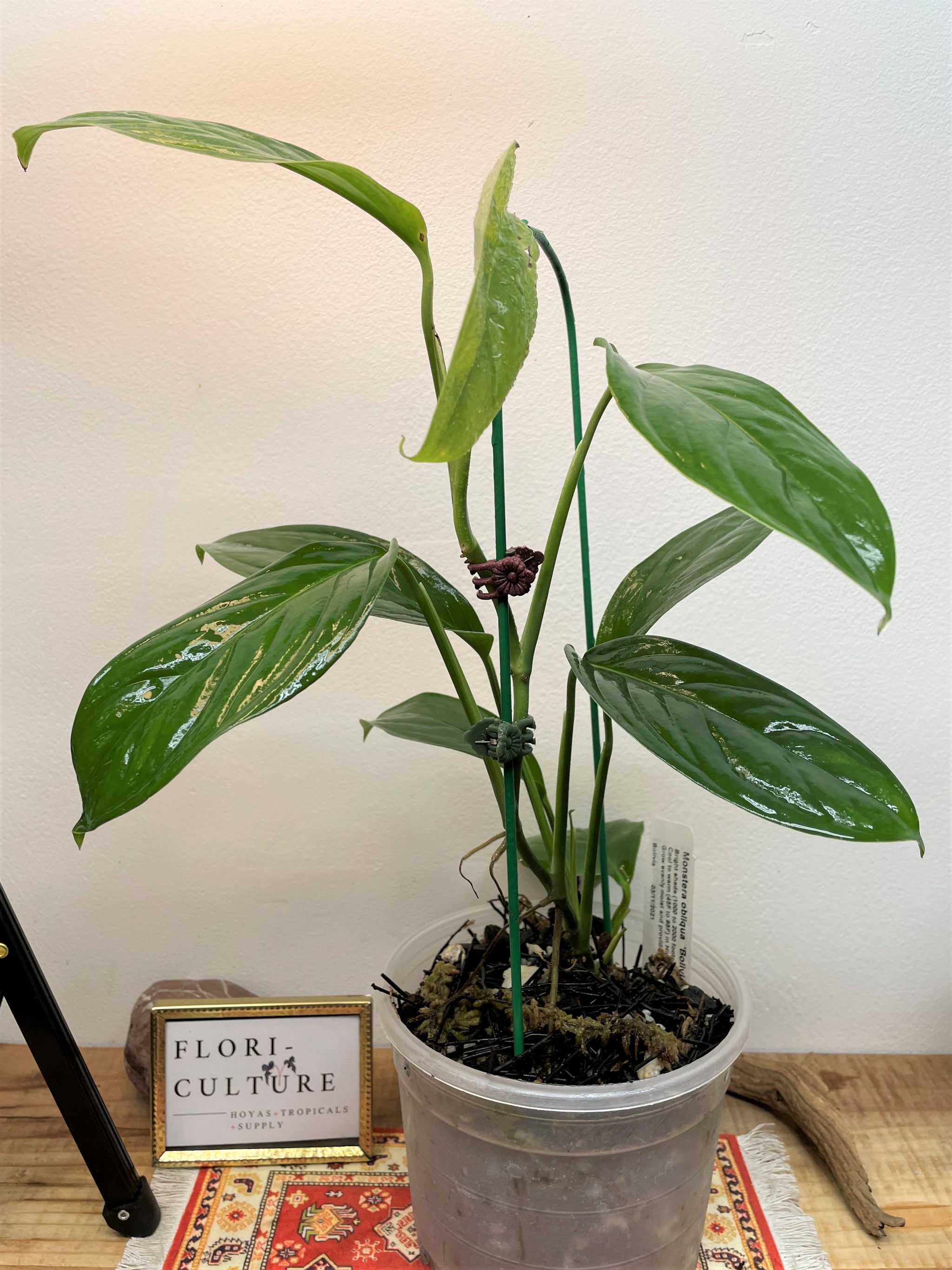 Monstera obliqua Bolivian form FloriCulture Tropical Nursery + Hoya