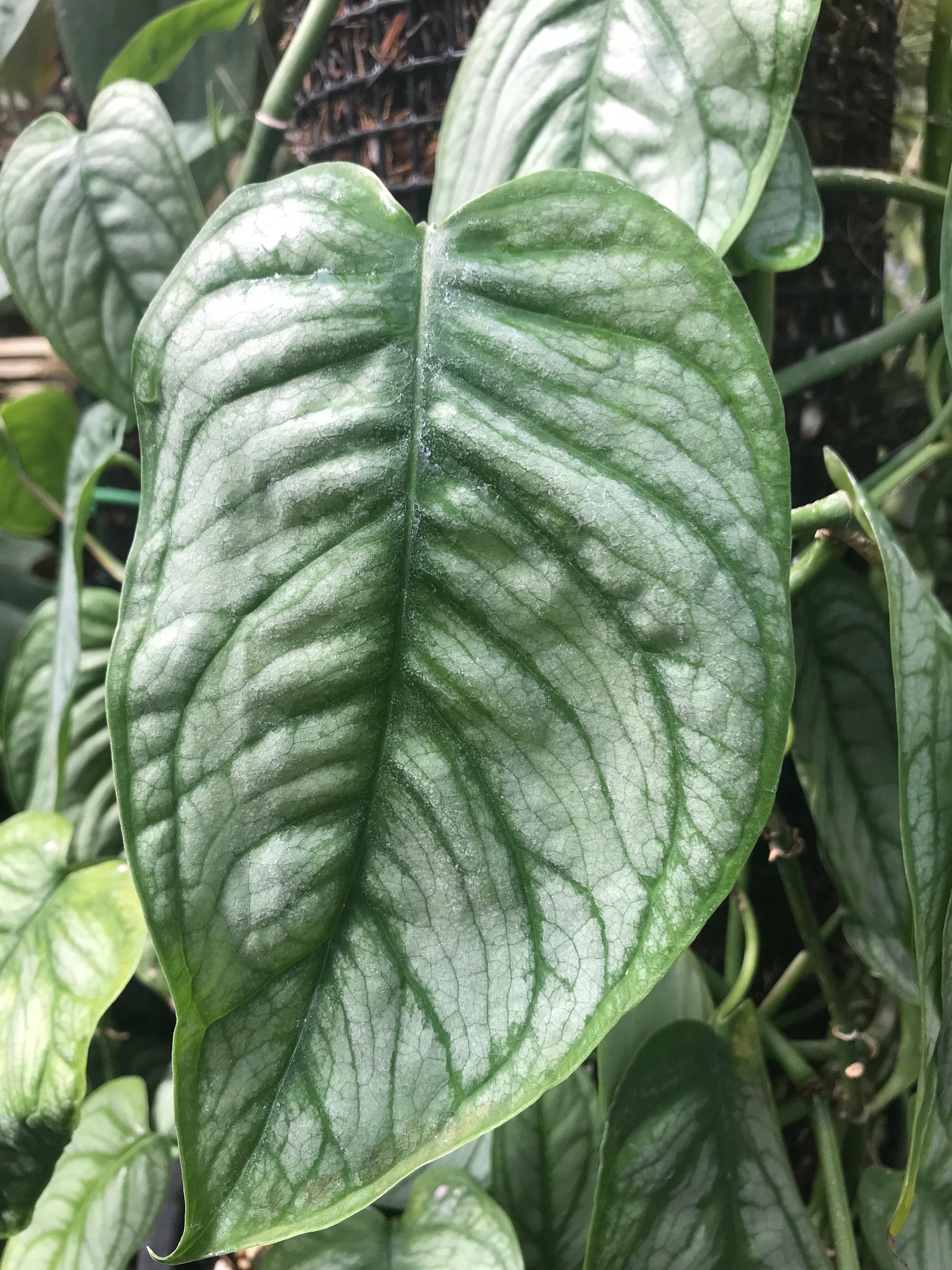 philodendron siltepecana Monstera siltepecana 'El Salvador'