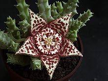 Orbea Variegata