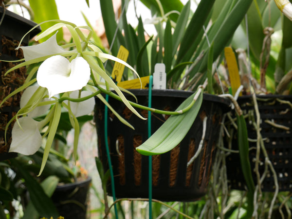Octagonal Plastic Baskets - Flori-Culture Tropical Nursery + Hoya