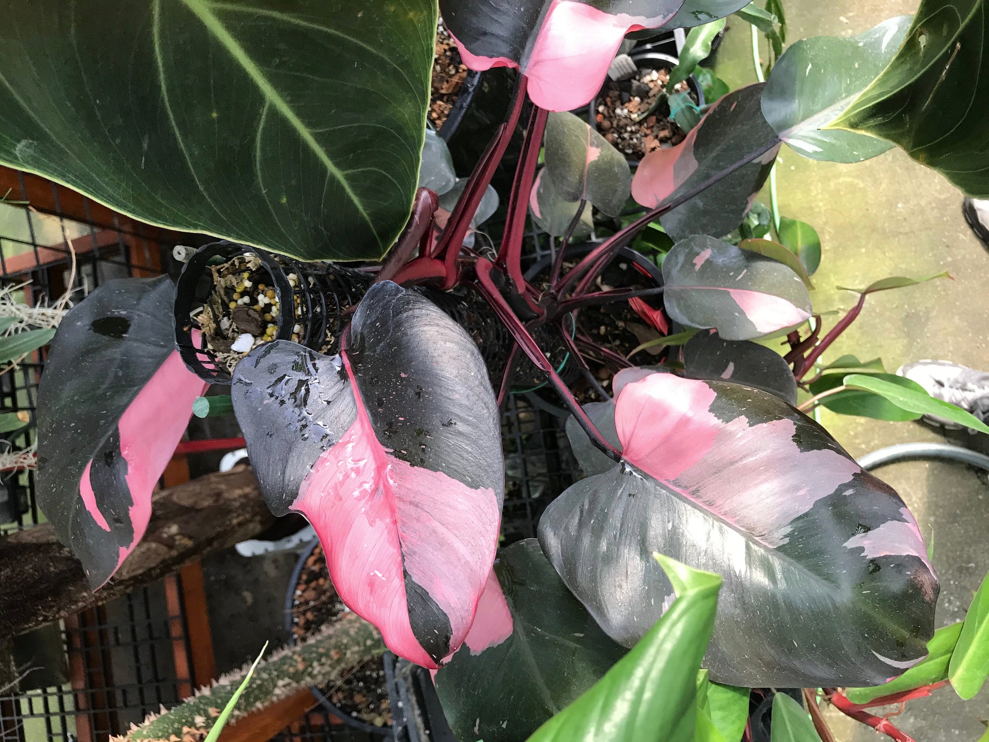 Philodendron erubescens 'Pink Princess'