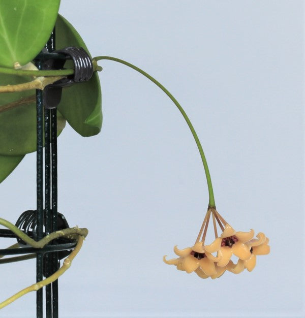 Hoya & Dischida - Flori-Culture Tropical Nursery + Hoya + Supply