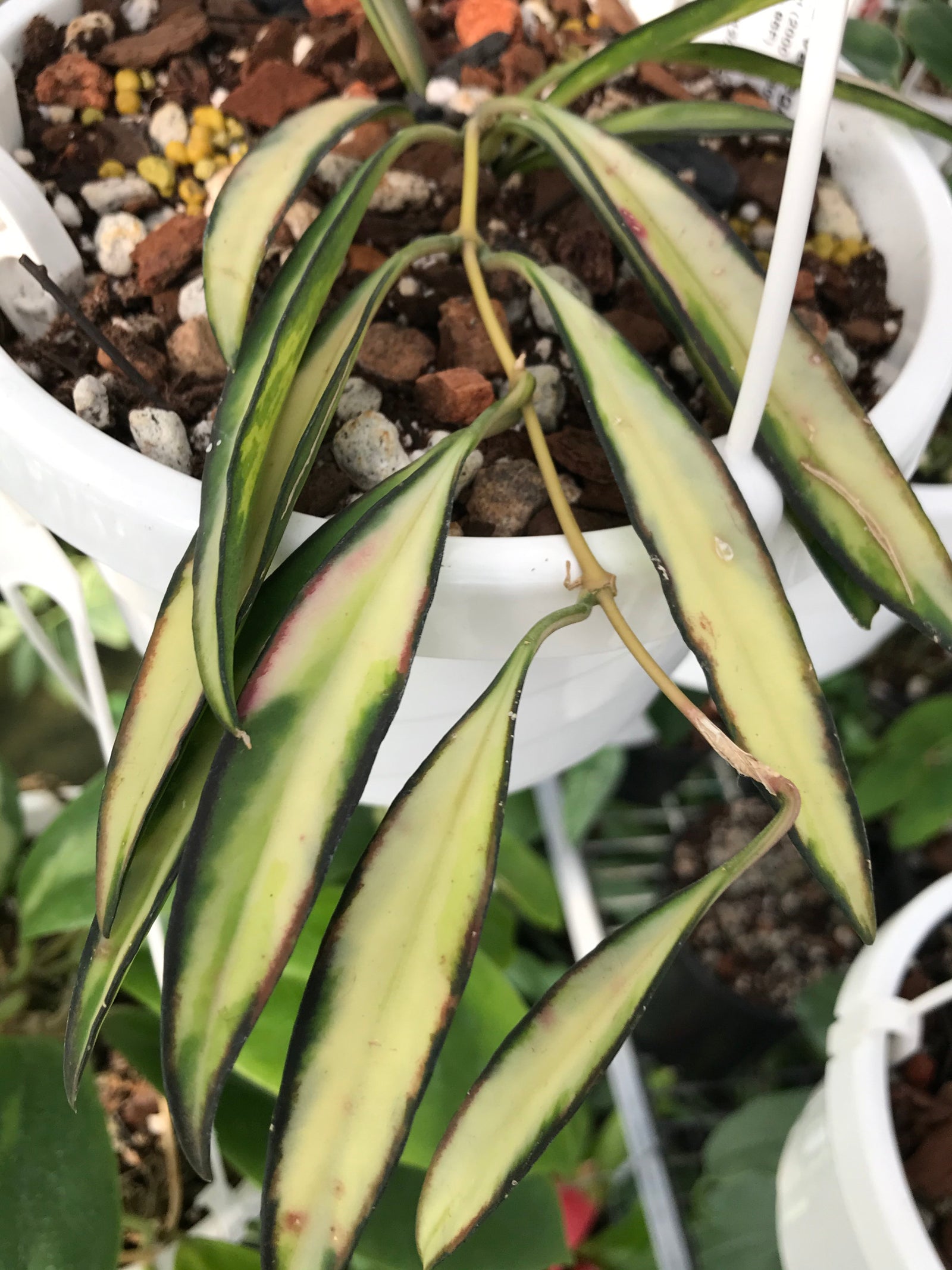 Hoya kentiana variegata