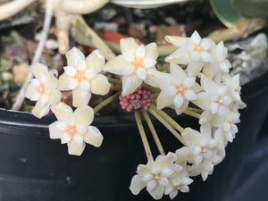 Hoya verticillata albomarginata